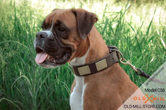 Boxer Collar with Vintage Plates